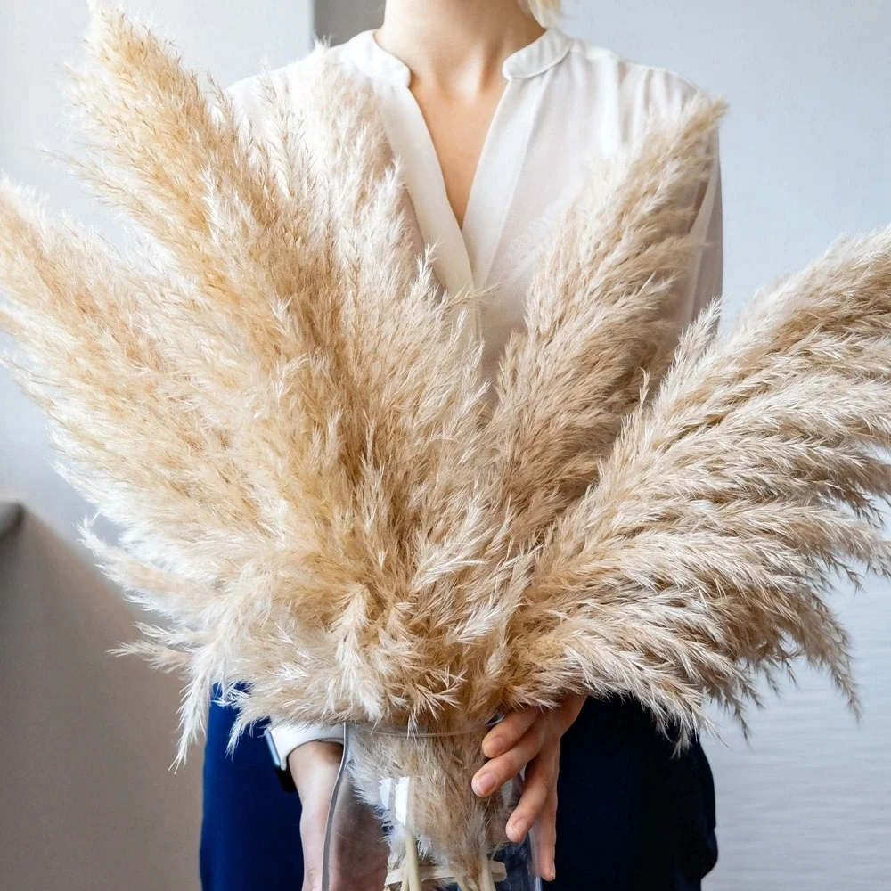 Dried Flower Bulk - 80Cm 120Cm Lông Tơ Lớn Pampas