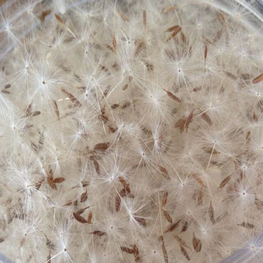 100pcs Mini White Dried Dandel - đánh giá và giá Flower Preservation Resin